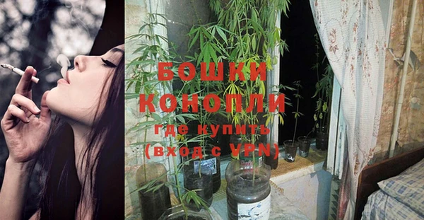 прущие грибы Белокуриха